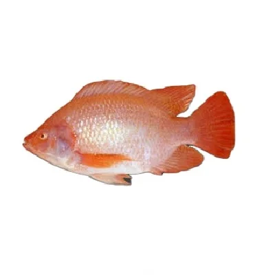 Farm Frozen Fish Tilapia For Tilapia Distributors