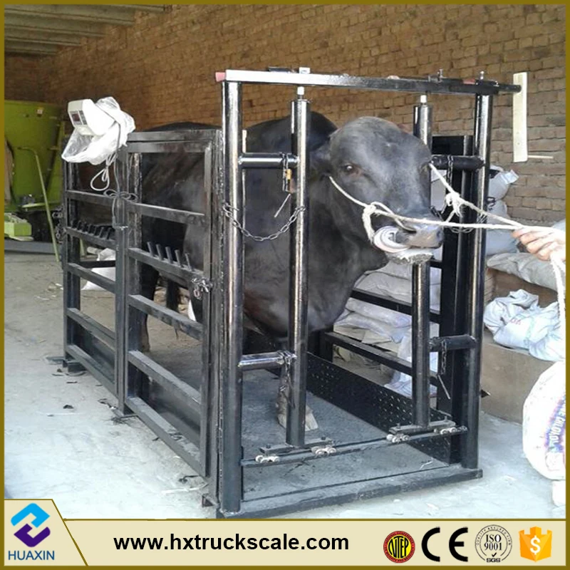 Лидер продаж, электронный цифровой дисплей, весы для взвешивания свиней, крупного рогатого скота и овец