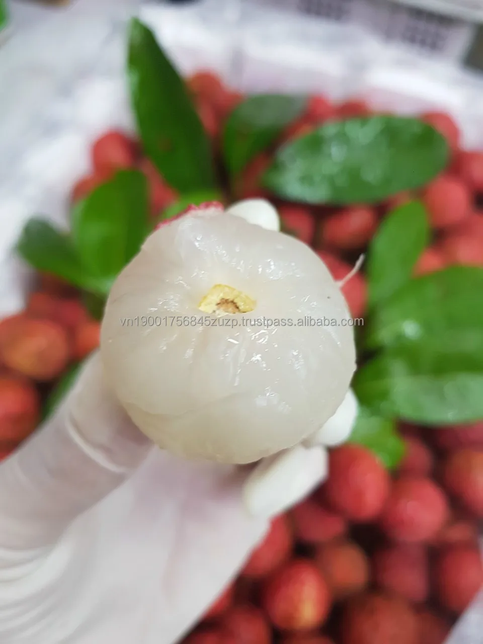 Vietnam Frozen Lychee/litchi Fresh Lychee Fruit