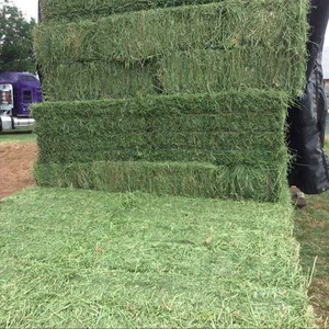 Alfalfa Hay, Buy Alfalfa Hay Bales, Alfalfa Hay Pellets