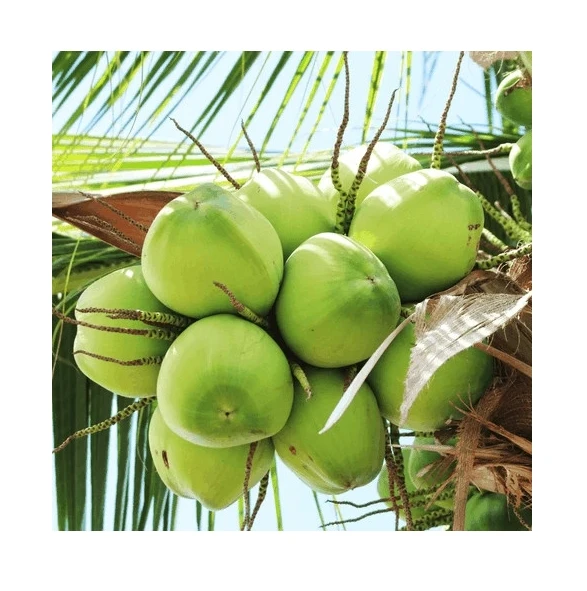 Fresh Ready to Ship Young Coconut Aromatic Diamond Cut Green Fresh Coconut From Vietnam Best Price Wholesale