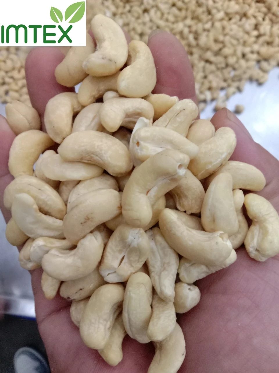 VIETNAM WHOLE CASHEW NUT WW320/ WW240/ WW180  Good Price High Quality For Middle East Market