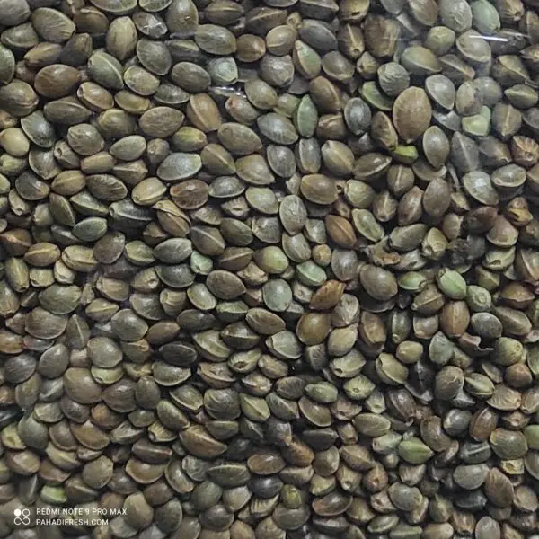 Wholesale bulk hemp seed with export hemp seeds from China origin