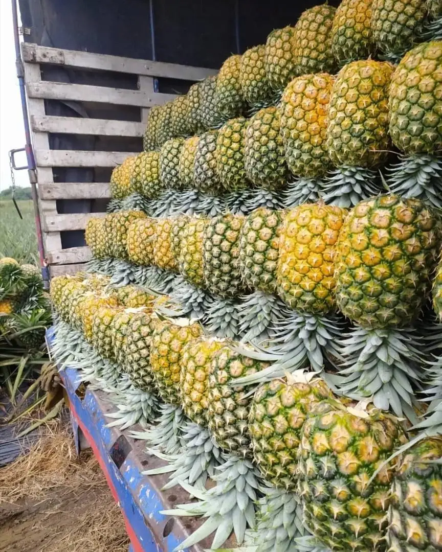 Ананас цельный ананас по лучшей цене из Канады