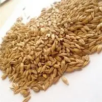 High quality animal feed protein feeding barley for cattle barley grain