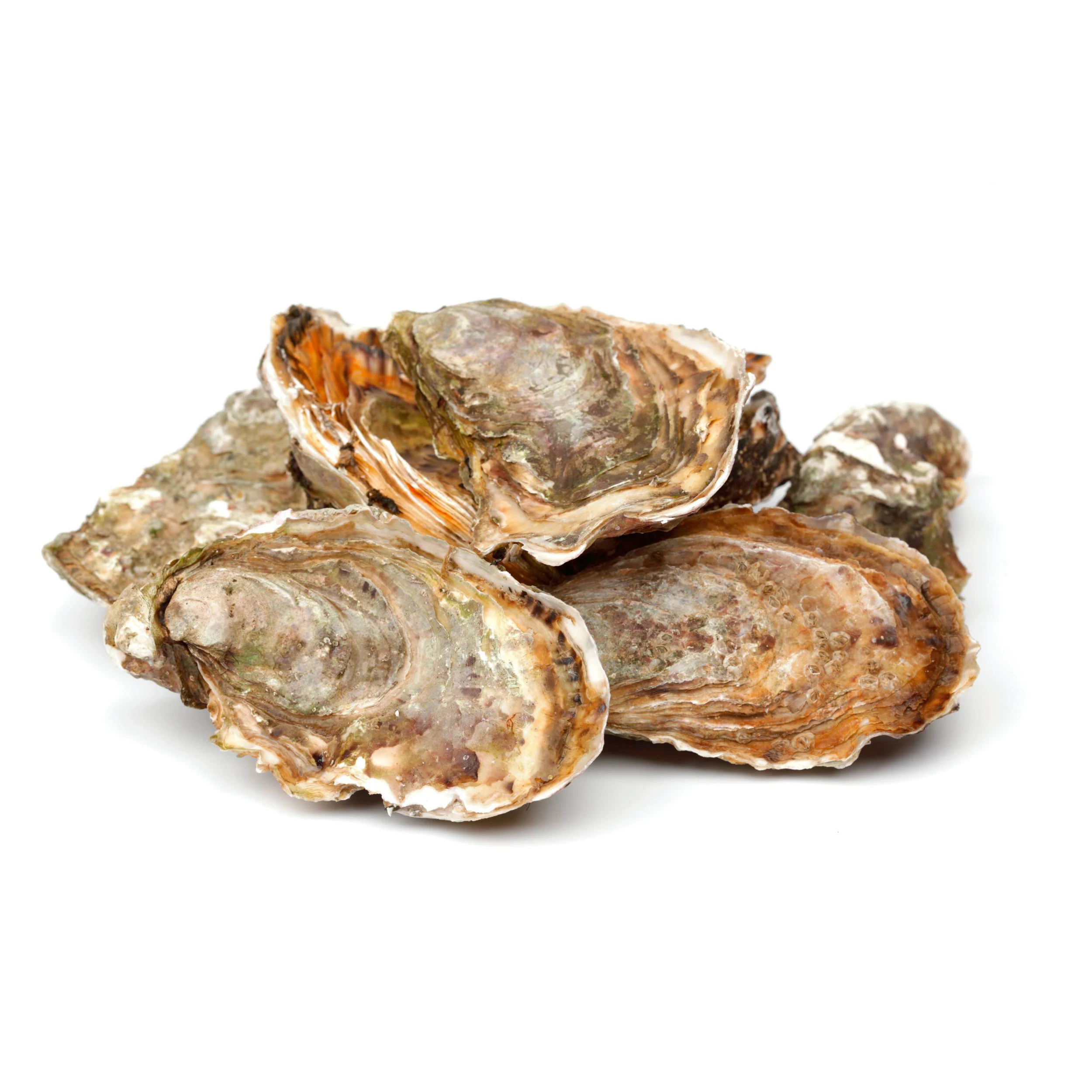 Unique deep flavor famous seafood snacks wholesale fresh oyster Oysters for Sale live oysters in best price