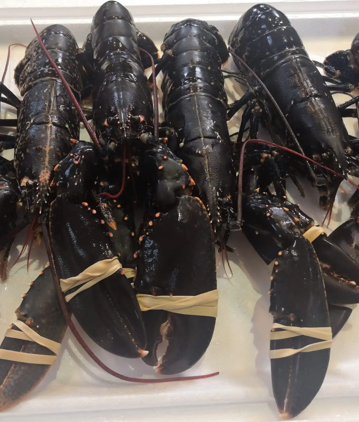 Live Lobster, Spiny Lobster, Frozen Lobsters Bulk Suppliers Box Packaging Natural with 24 Months Shelf Life 5 Cm Mexican Lobster