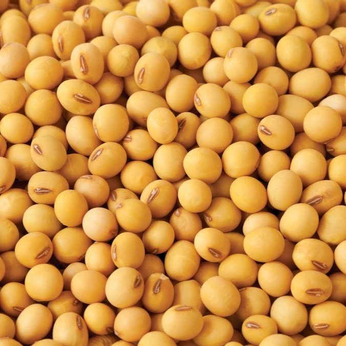 Certified Soybeans +Non gmo yellow soybean +soya bean seed