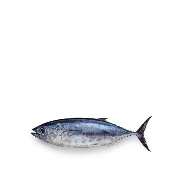 Высококачественная рыба тунца для продажи/замороженный свежий черный плавник по маркетингу продаж/свежий тунец доступен продажи