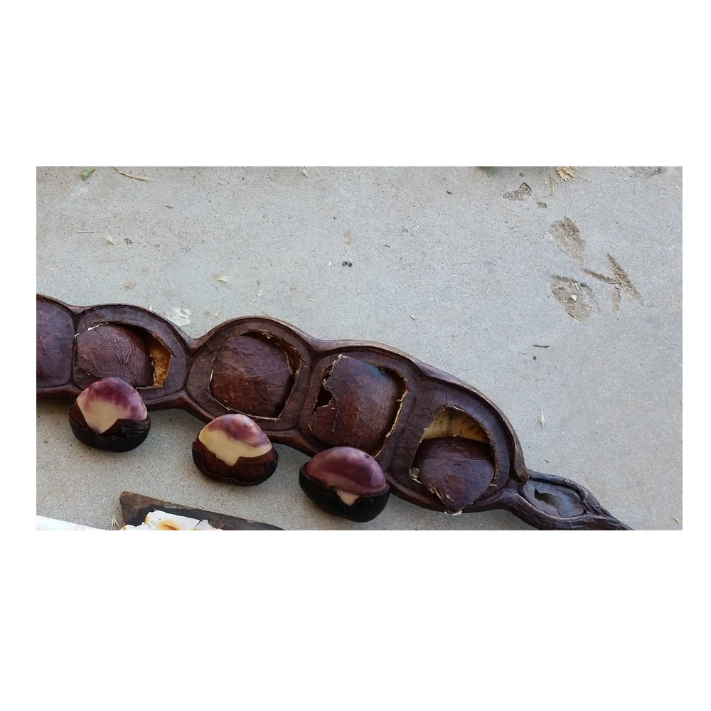 Новое поступление Entada