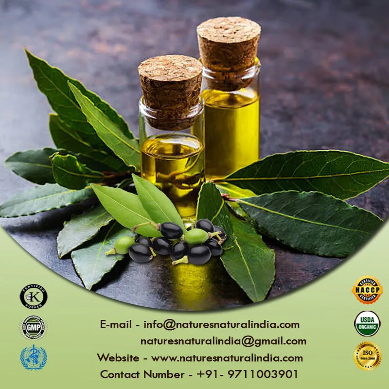 Indian Supplier high quality Essential oil at wholesales Price Pure Laurel Berry oil raw material for soap Making bay oil