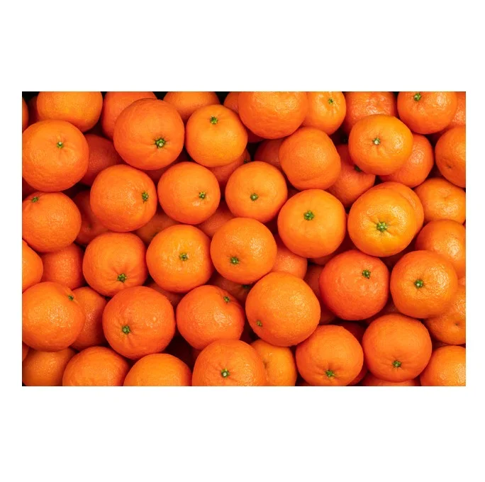 Refreshing and Scented Fresh Citrus Baby Mandarin Orange