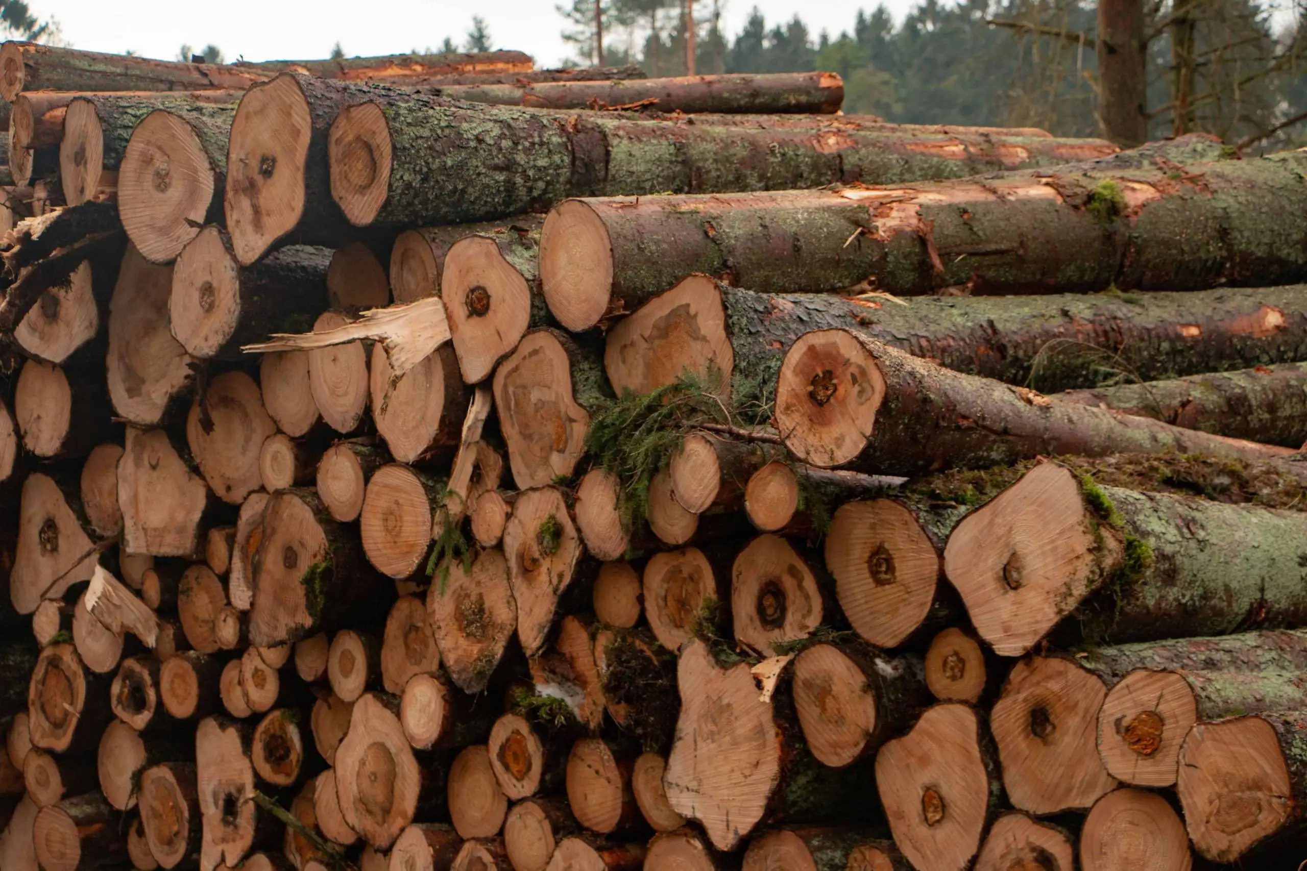 Деревянные бревна Papao или Afzelia, высокое качество, деревянные бревна Afzelia, Тиковая древесина