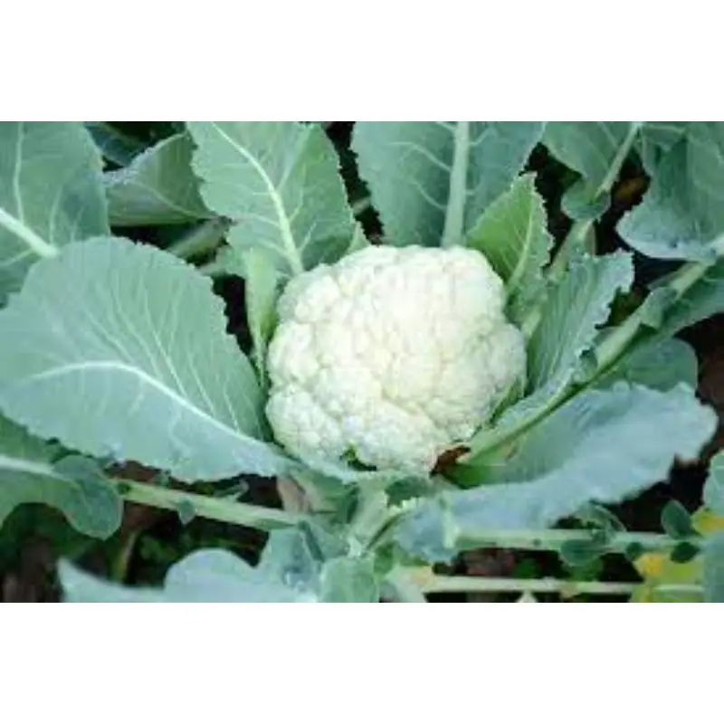 MN GLOBAL IMPEX 2022 best production for Cauliflower California Wonder