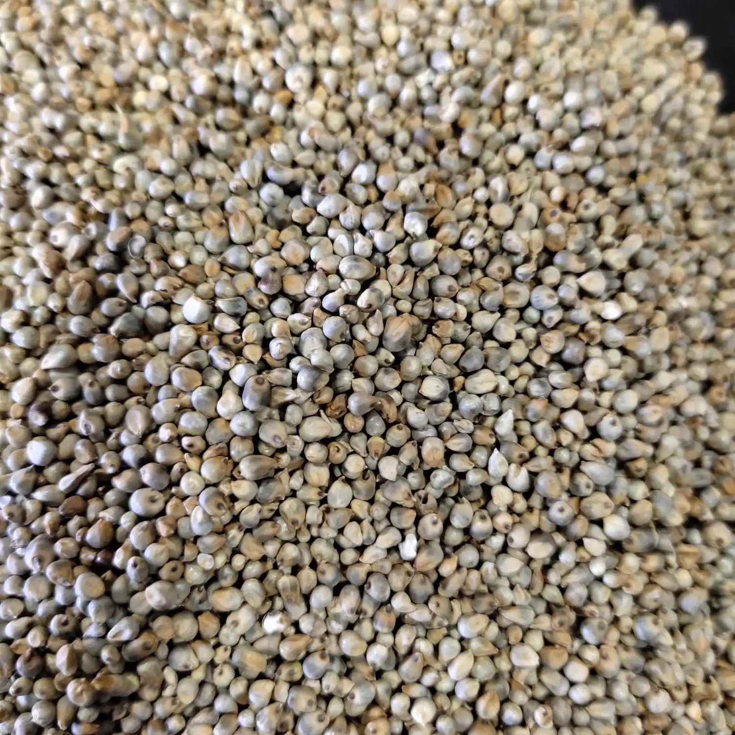 Green Millet Grains Seller From India