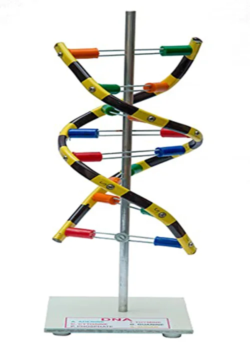 D.N.A. MODEL the molecular geometry and topology of deoxyribonucleic acid (DNA) molecules using one of several means.