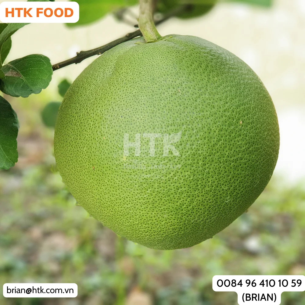 NEW 2024 FROZEN IQF POMELO GRAPEFRUIT Made In Vietnam Factory from HTK FOOD for Food & Beverage