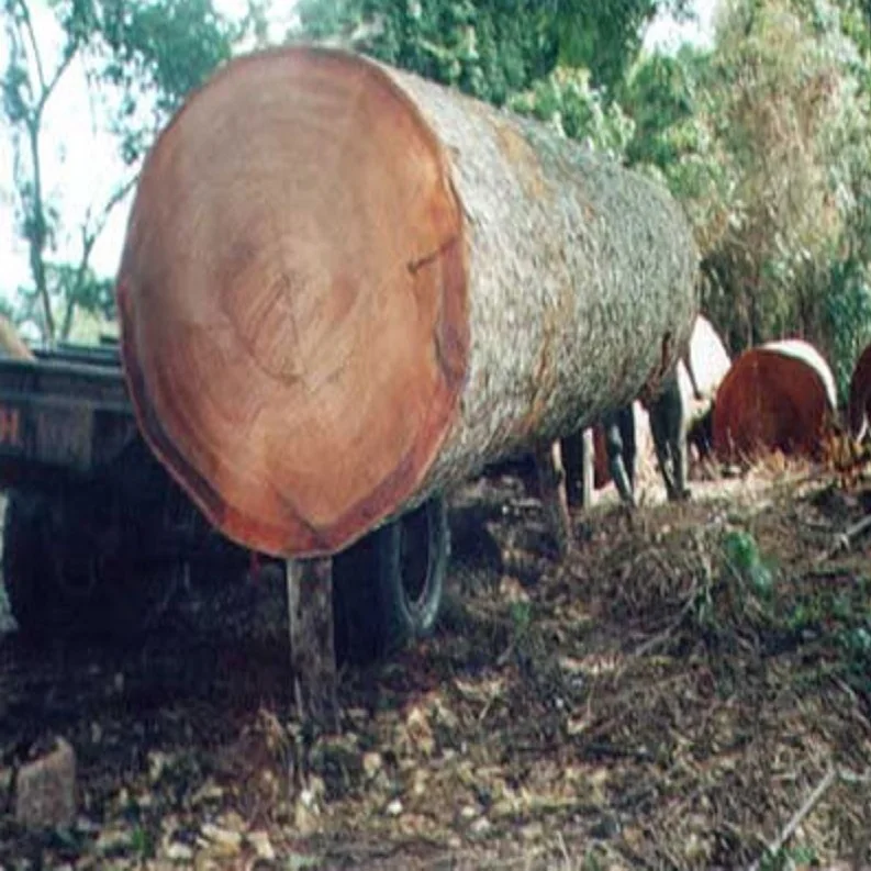 wood  Logs13.jpg