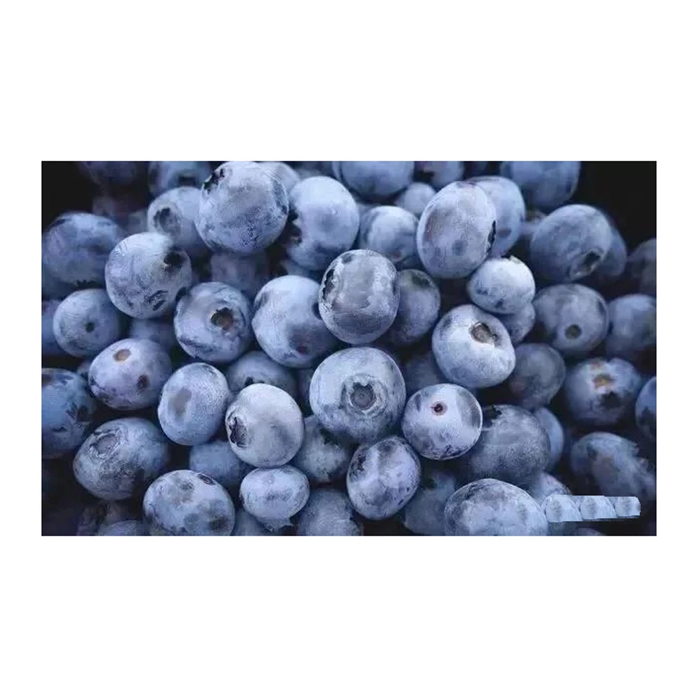 Export bulk IQF frozen blueberry price frozen fruits for juice jam