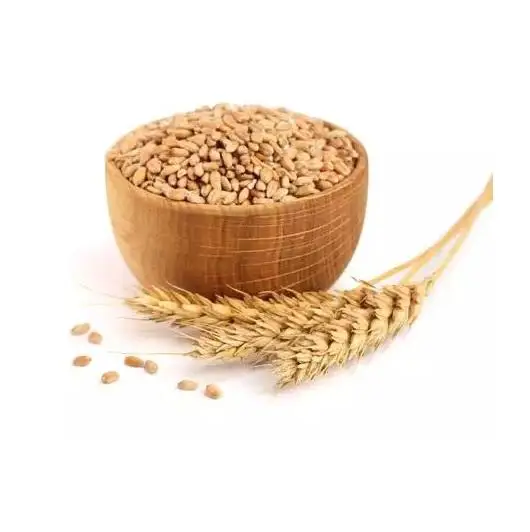 High Quality Wheat Best Market Price Wheat Grain In Bulk 100% Pure Dried Style Quality Indian Wheat Seeds