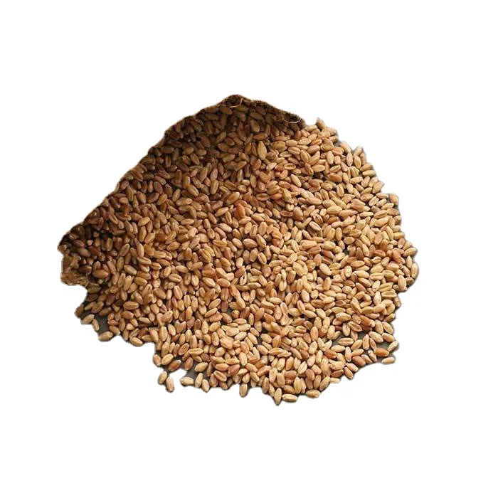Factory Price For High Quality 100% Organic Wheat | Wheat Grain in Bulk / High Quality Wheat Grain For Export