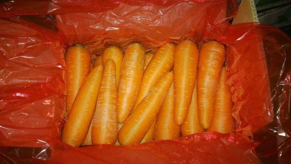 Professional Vietnam Carrot Supplier Rich Quality Bulk Selling Fresh Red Carrots at Wholesale Price