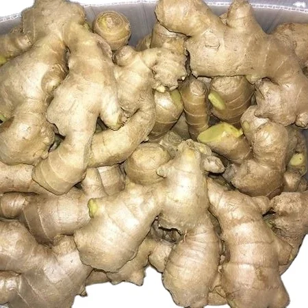 Fresh Ginger Organic Ginger Made in Viet Nam Export Vegetable Wholesale