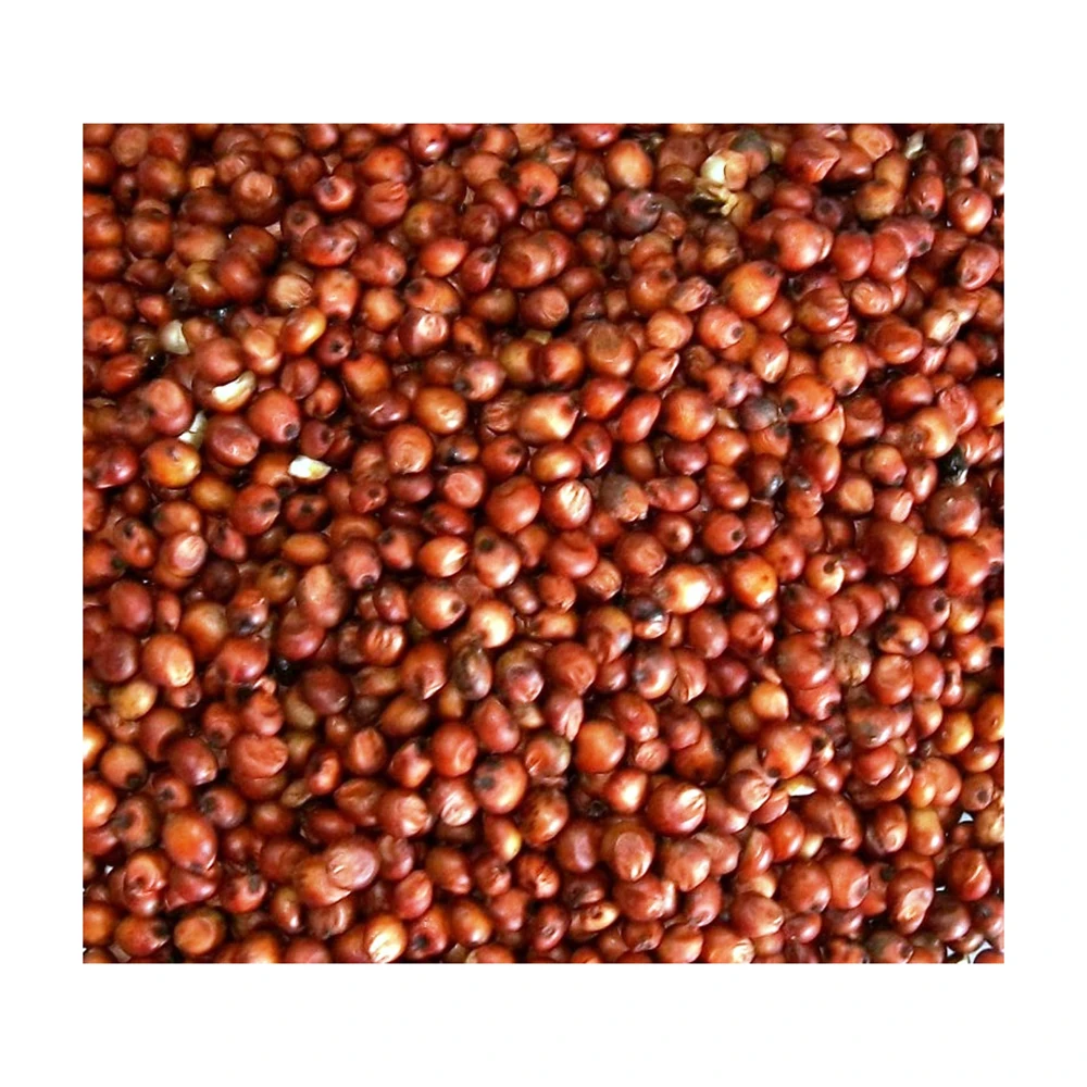 Sorghum Grains and Good Quality Red White and Yellow Sorghum Seeds