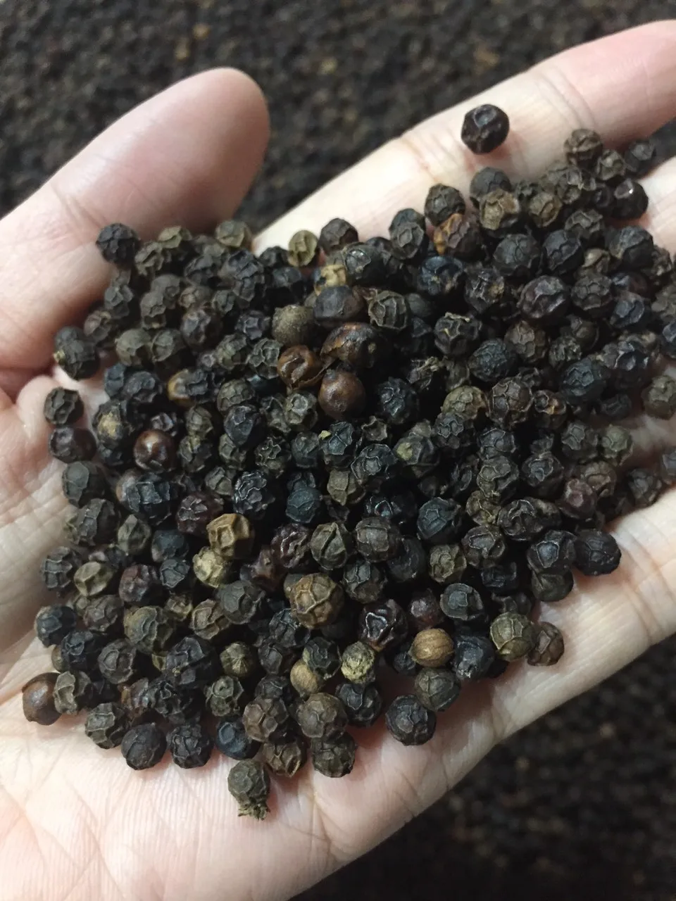 Hot Selling Black pepper Delightful Flavor Black Medium Grind Dried Black Pepper Best Spices and Herbs from Vietnam Manufacture