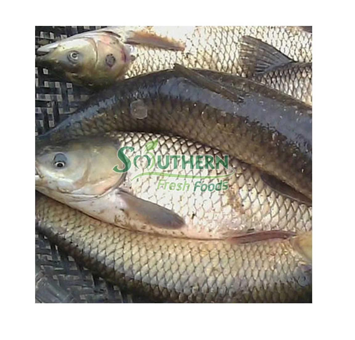 Competitive Price Seafood 1-2.5kg kg Per Piece  Delicious Natural High Quality OEM Service Frozen Rohu Fish
