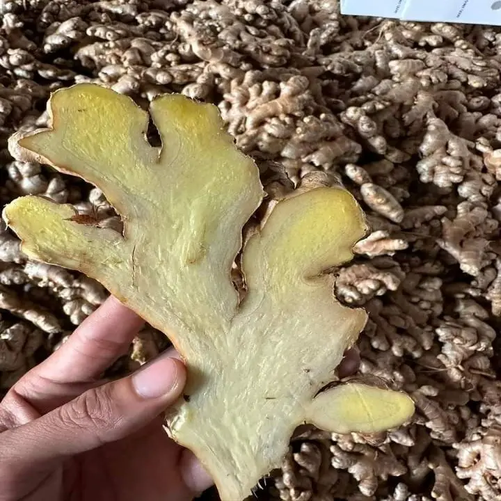 Fresh Ginger Fresh Vegetables Fresh Ginger Packing in Bulk Vietnamese Ginger With Best Price Cheap Price