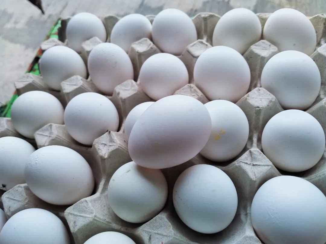 Bulk Sale Fresh Chicken Table Eggs & Fertilized Hatching Eggs