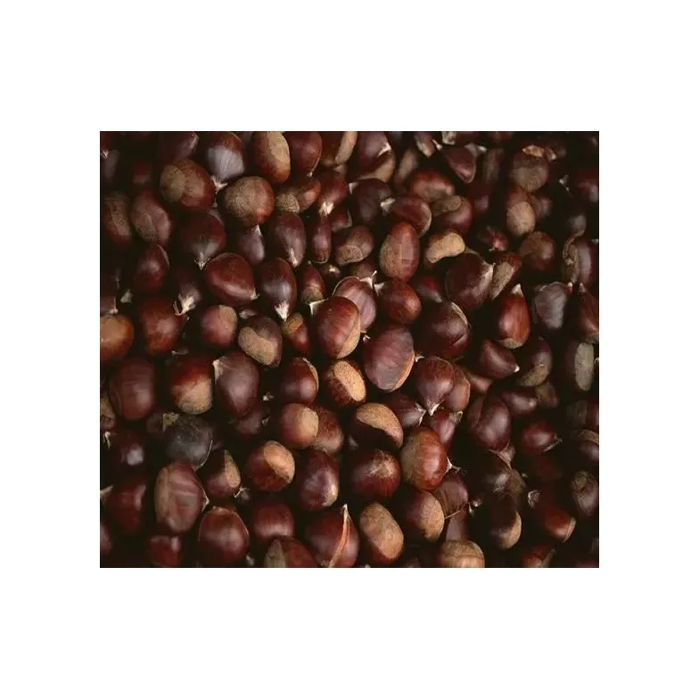 Chestnut Kennel Raw Fresh Chestnuts Organic Fresh Chest Nuts Peeled Roasted Kernels Low Price
