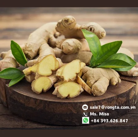 TOP BEST SELLER FRESH QUALITY GINGER FROM VIETNAM