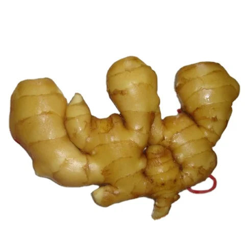 High quality of new crop Chinese fresh ginger air dry or dried ginger root market price from organic ginger fresh supplier
