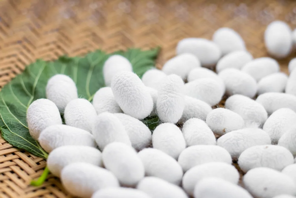 Wholesale Vietnam factory silk fiber silkworm 100% Natural silkworm cocoon for beauty-Quality silk fiber