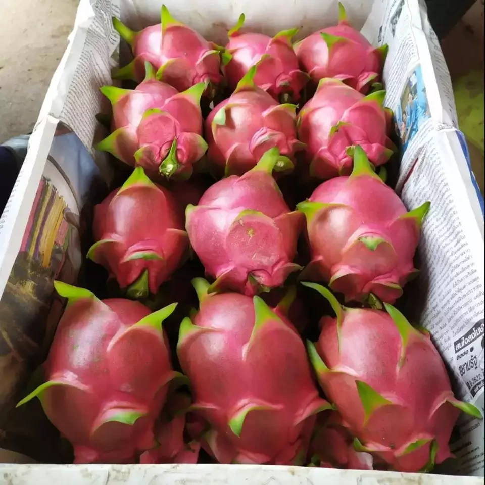 Wholesale 100% Pure Red Pitaya Freeze Dried Dragon Fruit