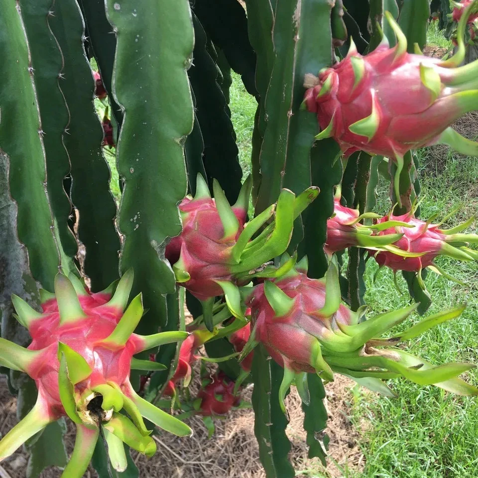 2024 Sale of Natural Sweet Dragon Fruit with White Red Flesh Fresh and Competitively Priced Export Ready from Vietnam Supplier