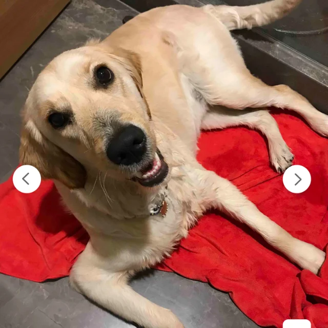 MicroLux Microfiber Dog Towel Absorbent and Light Weight Best Seller Dog Bath Towel for Wholesale Suppliers 80x120cm