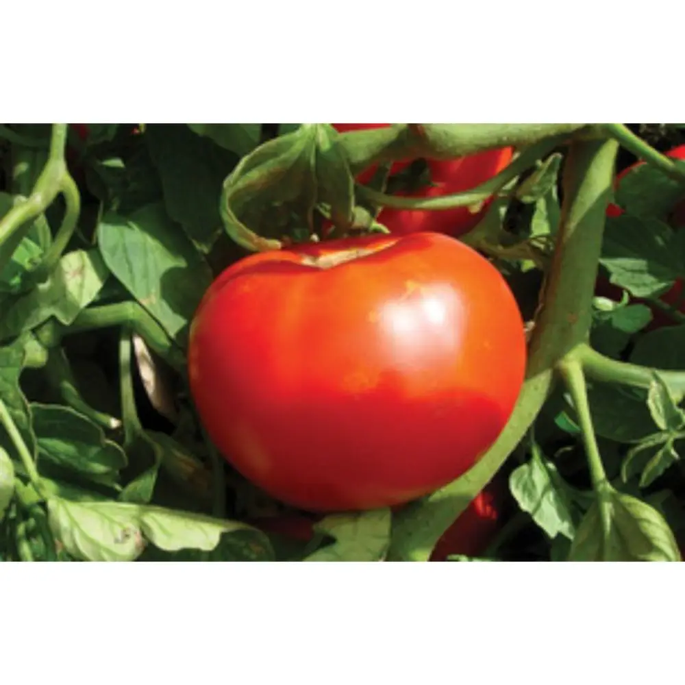 TOMATO VRAJ PETER F1  export by Air