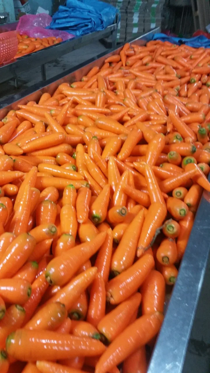 Professional Vietnam Carrot Supplier Rich Quality Bulk Selling Fresh Red Carrots at Wholesale Price/ Direct Carrot Supplier