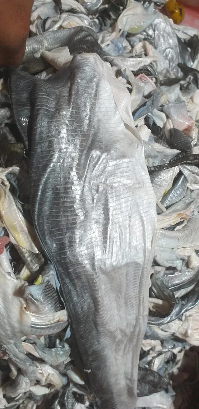 Dried Catfish Skin For Snack Dried Pangasius Fish Skin For Collagen Production 0084971886886