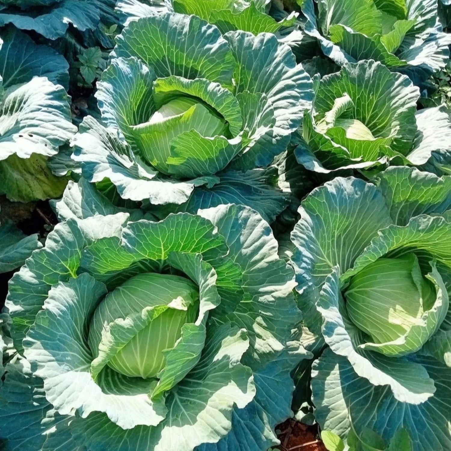 Green Farmer Household Supply Vegetables Fresh Cabbages From Vietnam Nutrition Food  Flavor Crispy And Sweet Shape Round Vietnam