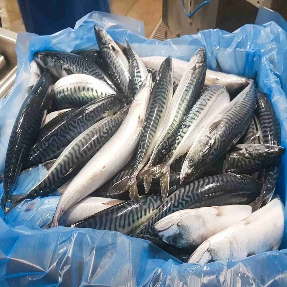 frozen_fish_102.jpg