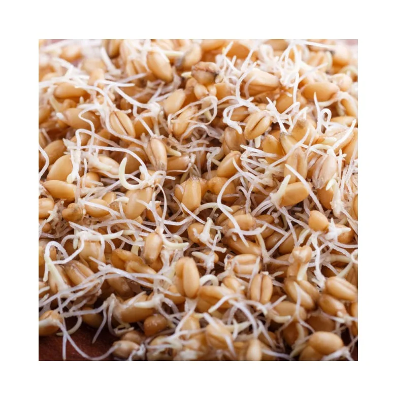 Wholesale Best Price Supplier Barley Malt Sprouts | Malt Grains Sprouts For Horse And Cattle Feed Fast Shipping
