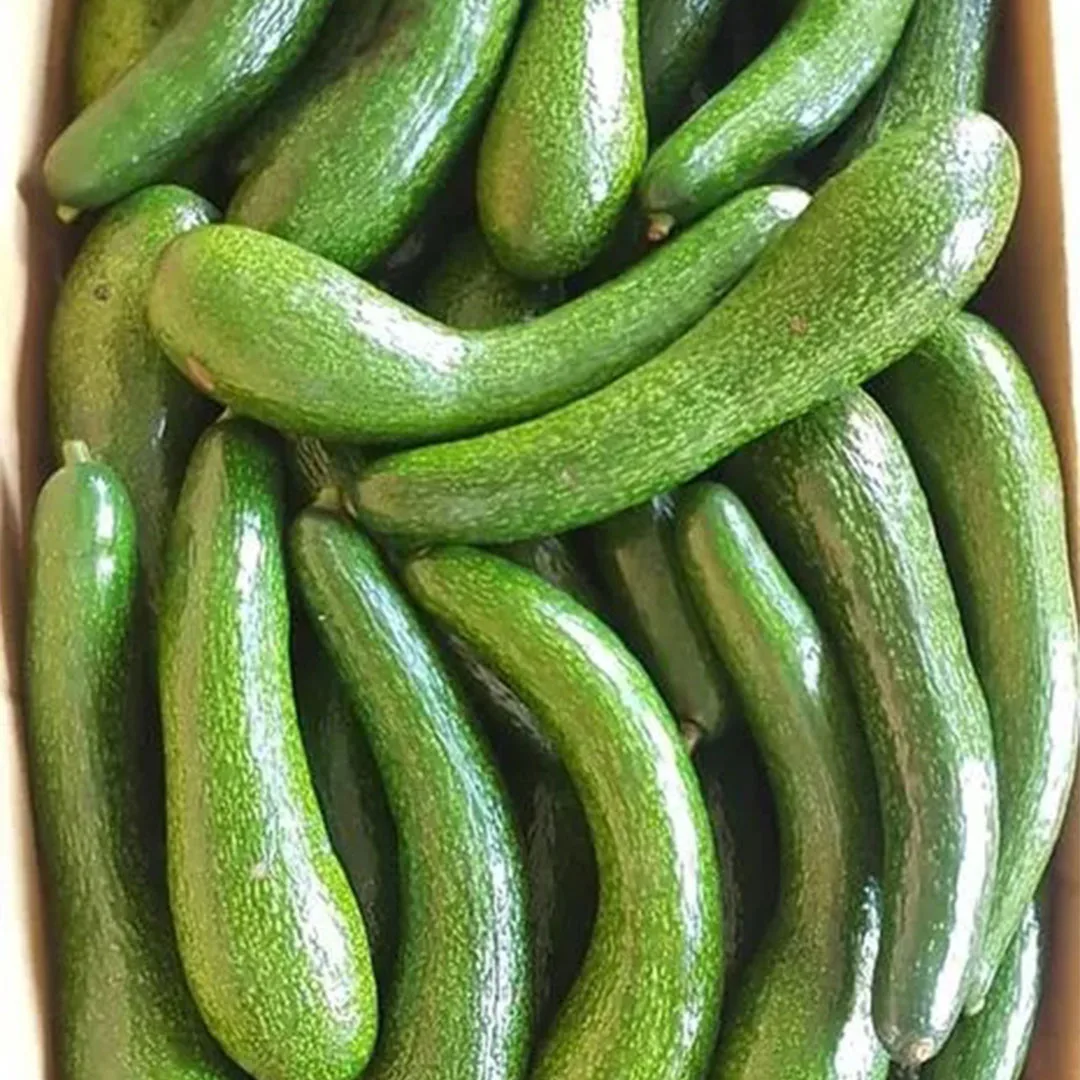 FRESH AVOCADO Green Tropical Fruit With High Quality And BEST Price 2023 Export Standard Fresh Avocado For Multiple Purposes