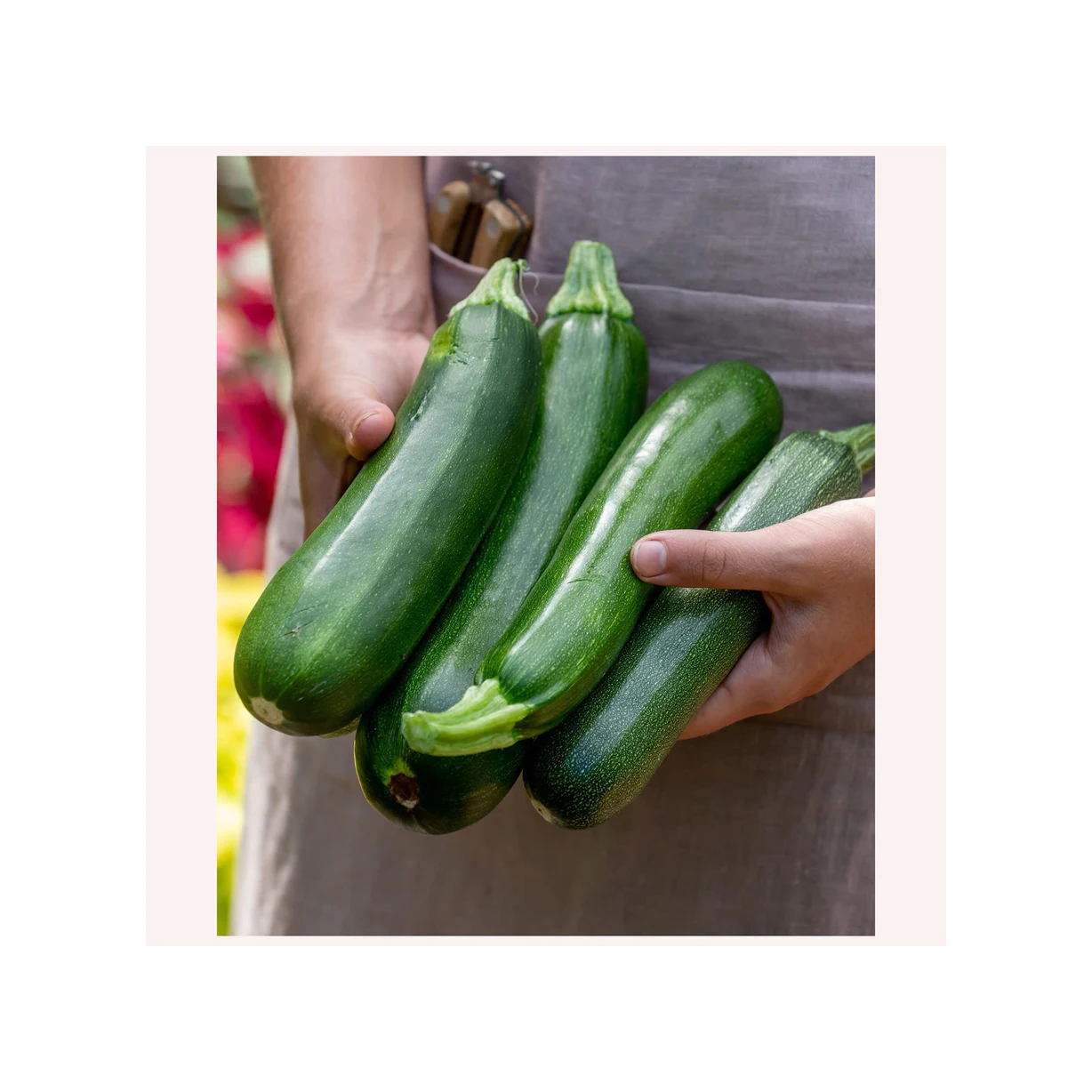 100% Natural Grown Organic Fresh Cucumber Fresh vegetables Zucchini Squash for food service for export