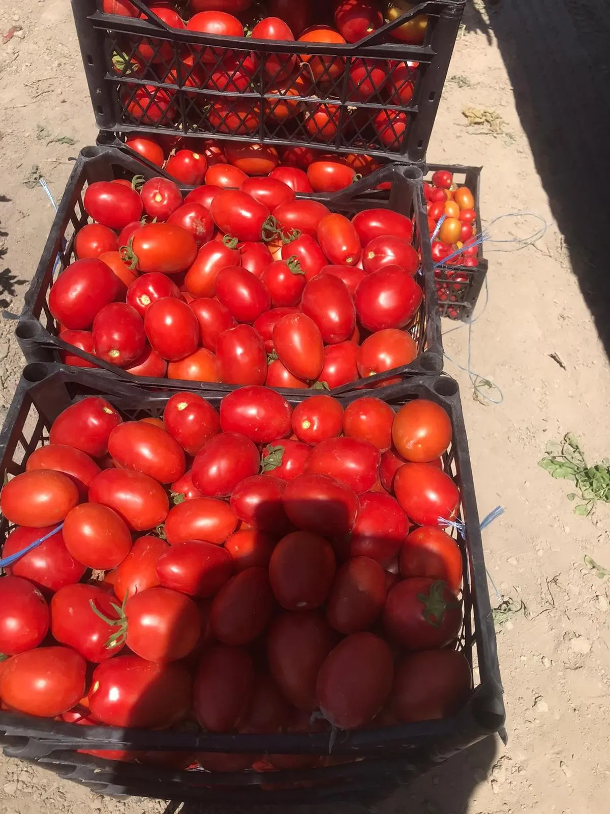 Fresh tomatoes