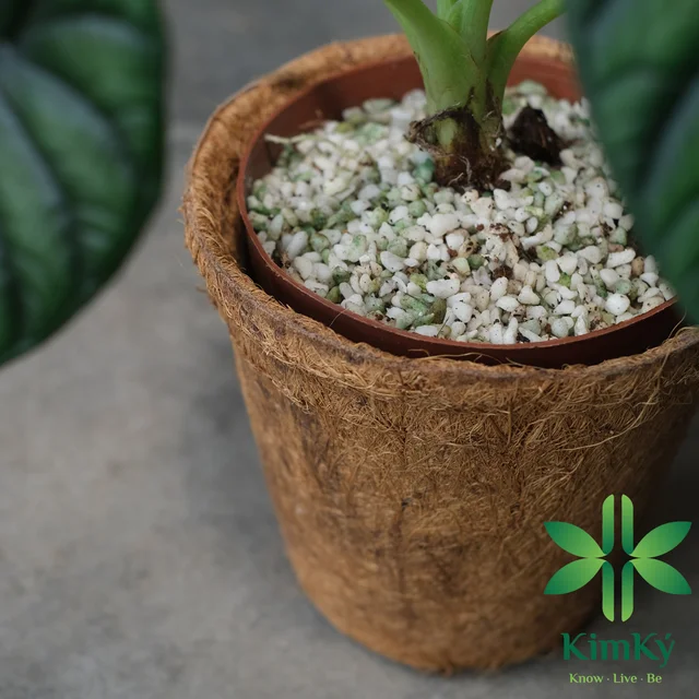 Хит продаж горшок из кокосовой косовой косы для садовых цветов Выращивание растений высокая 11 5 см х ширина 12 от вьетнамского 2024