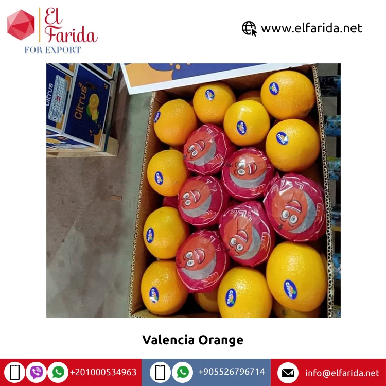 Best Selling High Nutritious Premium Fresh Oranges Fresh 100% Natural Pure Healthy Valencia Orange for Sale